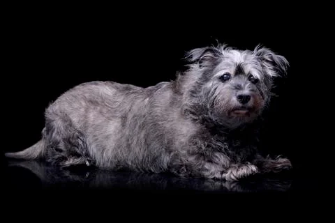 Studio shot of an adorable mixed breed dog Stock Photos