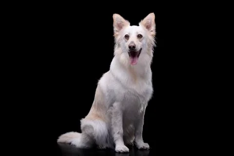 Studio shot of an adorable mixed breed dog Stock Photos