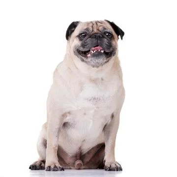 Studio shot of an adorable Mops (or Pug) Stock Photos