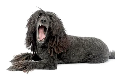 Studio shot of an adorable Puli Stock Photos