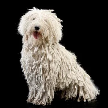 Studio shot of an adorable Puli Stock Photos