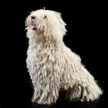 Studio shot of an adorable Puli Stock Photos