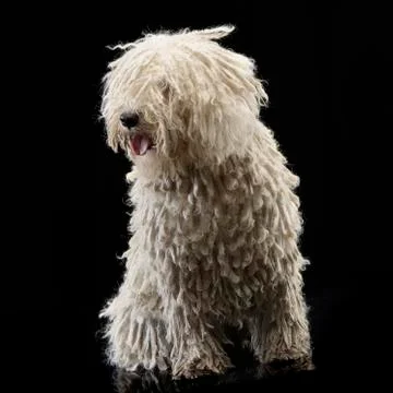 Studio shot of an adorable Puli Stock Photos