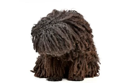 Studio shot of an adorable Puli Stock Photos
