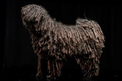 Studio shot of an adorable Puli Stock Photos