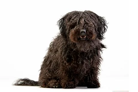 Studio shot of an adorable Puli Stock Photos