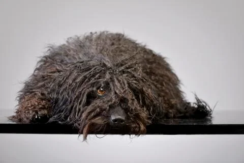 Studio shot of an adorable Puli Stock Photos
