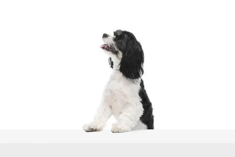 Studio shot of adorable purebred Cavapoo dog isolated over white studio Stock Photos