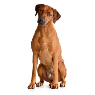 Studio shot of an adorable Rhodesian ridgeback Stock Photos