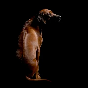 Studio shot of an adorable Rhodesian ridgeback Stock Photos