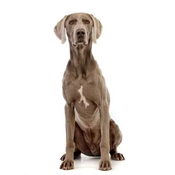 Studio shot of an adorable Weimaraner Stock Photos