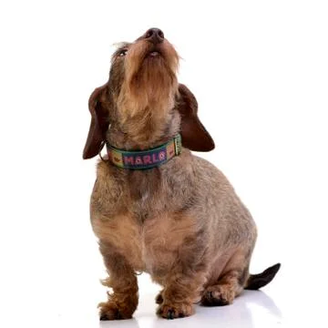Studio shot of an adorable wire haired Dachshund Stock Photos