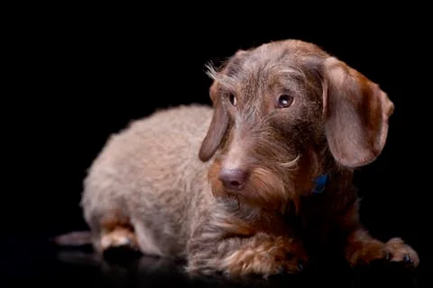 Studio shot of an adorable wire haired Dachshund Stock Photos