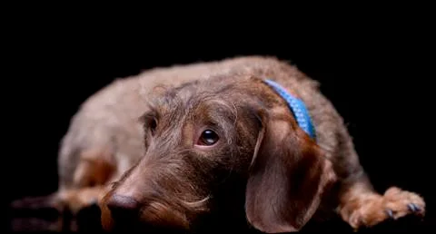 Studio shot of an adorable wire haired Dachshund Stock Photos