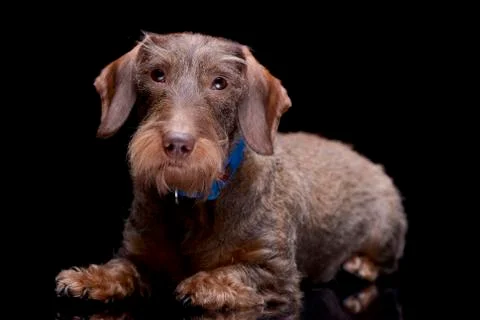 Studio shot of an adorable wire haired Dachshund Stock Photos