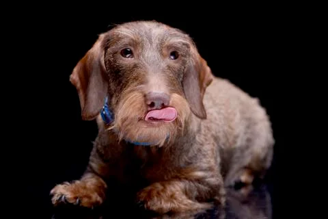 Studio shot of an adorable wire haired Dachshund Stock Photos