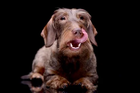 Studio shot of an adorable wire haired Dachshund Stock Photos