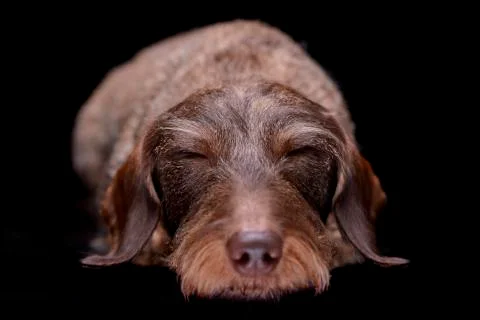 Studio shot of an adorable wire haired Dachshund Stock Photos