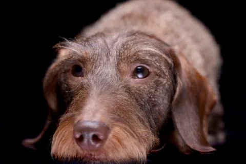 Studio shot of an adorable wire haired Dachshund Stock Photos
