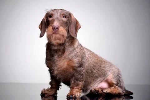Studio shot of an adorable wire haired Dachshund Stock Photos