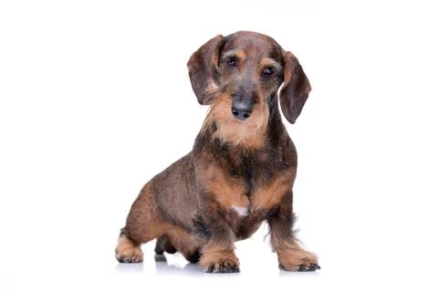 Studio shot of an adorable wire haired dachshund Stock Photos