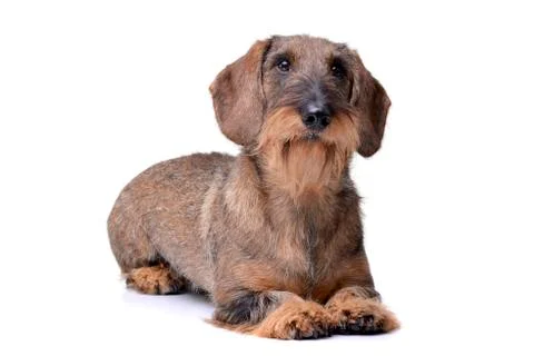 Studio shot of an adorable wire haired dachshund Stock Photos