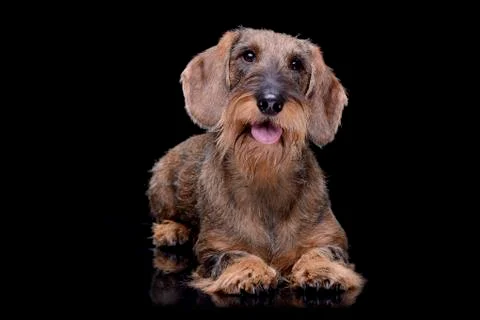 Studio shot of an adorable wire haired dachshund Stock Photos