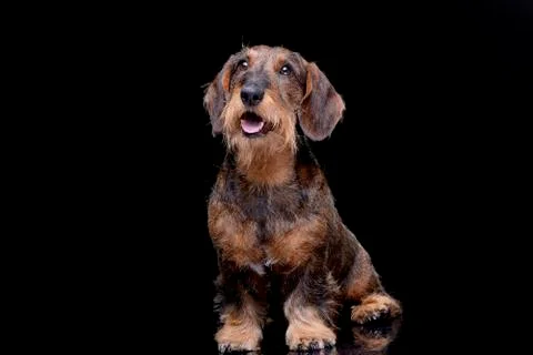 Studio shot of an adorable wire haired dachshund Stock Photos
