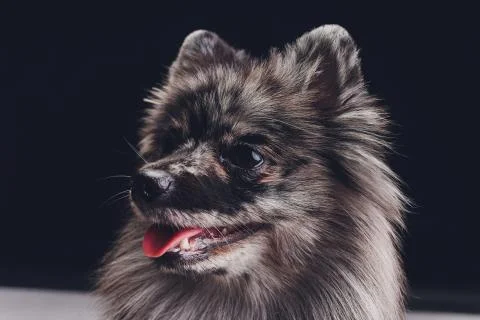 Studio shot of an adorable wolf spitz sitting on black background. Stock Photos