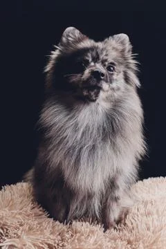 Studio shot of an adorable wolf spitz sitting on black background. Stock Photos