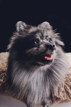 Studio shot of an adorable wolf spitz sitting on black background. Stock Photos
