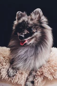 Studio shot of an adorable wolf spitz sitting on black background. Stock Photos