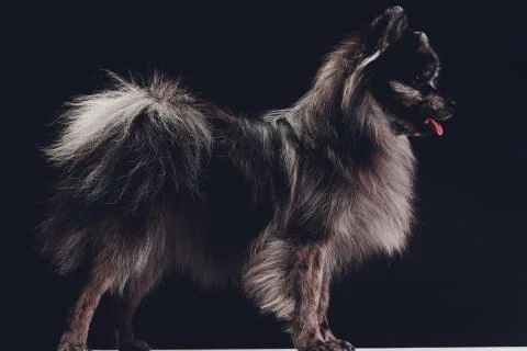 Studio shot of an adorable wolf spitz sitting on black background. Stock Photos