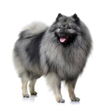 Studio shot of an adorable wolf spitz Stock Photos