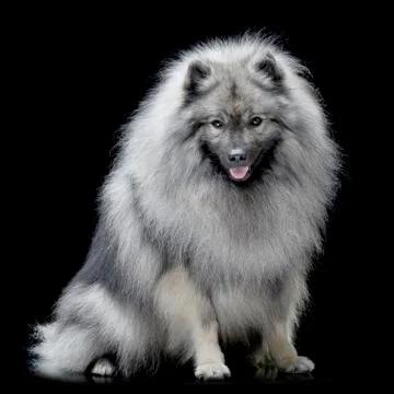 Studio shot of an adorable wolf spitz Stock Photos