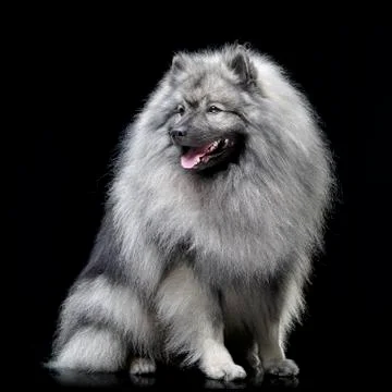 Studio shot of an adorable wolf spitz Stock Photos