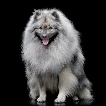 Studio shot of an adorable wolf spitz Stock Photos