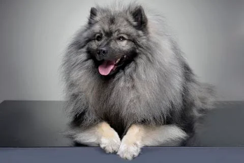 Studio shot of an adorable wolf spitz Stock Photos