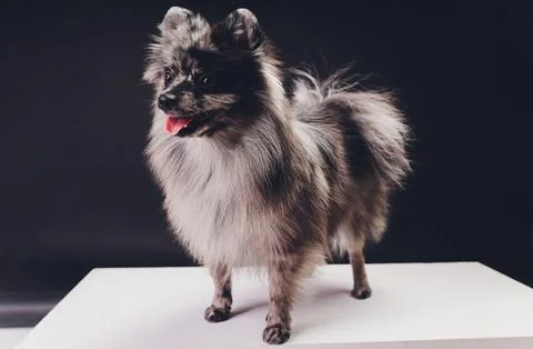 Studio shot of an adorable wolf spitz sitting on black background. Stock Photos
