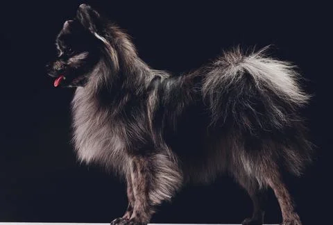 Studio shot of an adorable wolf spitz sitting on black background. Stock Photos