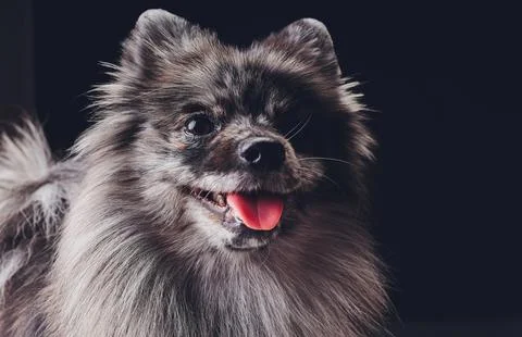 Studio shot of an adorable wolf spitz sitting on black background. Stock Photos