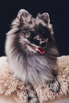 Studio shot of an adorable wolf spitz sitting on black background. Stock Photos