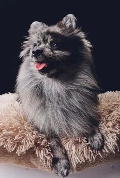 Studio shot of an adorable wolf spitz sitting on black background. Stock Photos