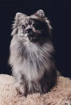 Studio shot of an adorable wolf spitz sitting on black background. Stock Photos