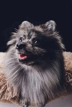 Studio shot of an adorable wolf spitz sitting on black background. Stock Photos