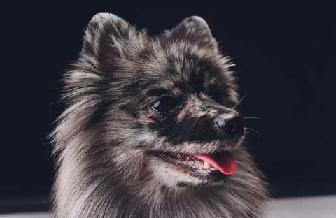 Studio shot of an adorable wolf spitz sitting on black background. Stock Photos