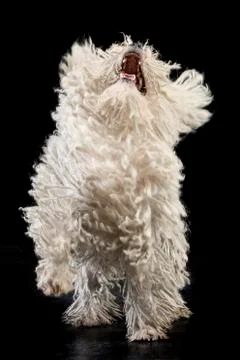 Studio shot of a barking Puli Stock Photos
