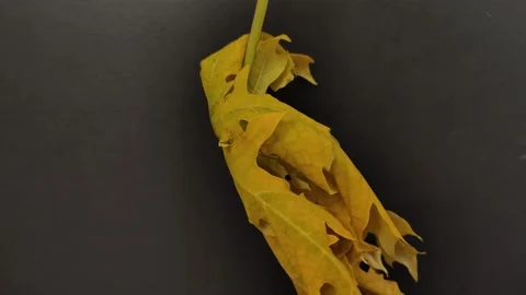 A studio shot of a beautiful yellow 01 Stock Footage 235507716