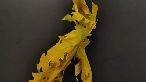 A studio shot of a beautiful yellow maple leaf 02 Stock Footage 235507743