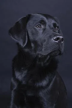 Studio shot of a Black labrador dog with brown eyes isolated on black backgro Stock Photos